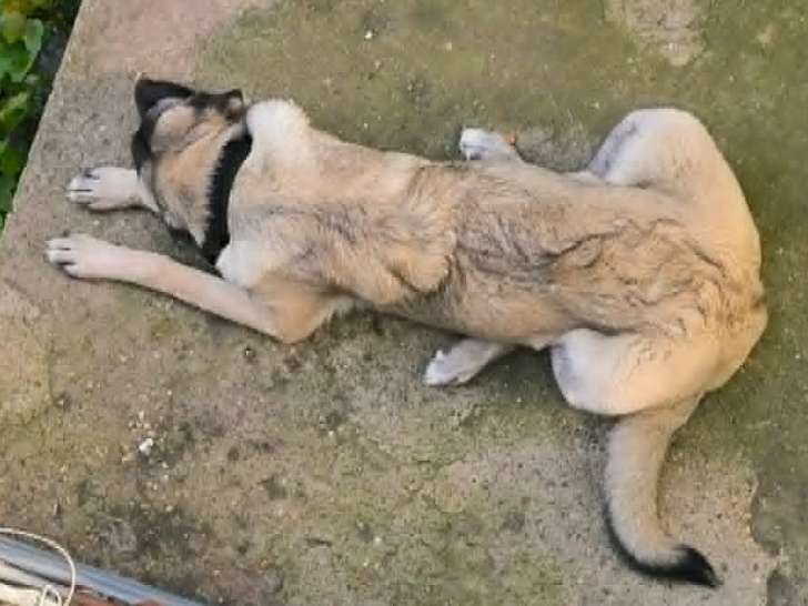 Femelle Kangal de 8 mois à donner