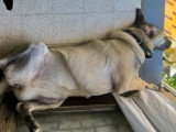 Femelle Kangal de 8 mois à donner