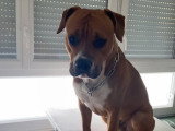Donne Staff croisé Boxer