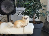 Magnifique femelle Chihuahua à poil long à vendre