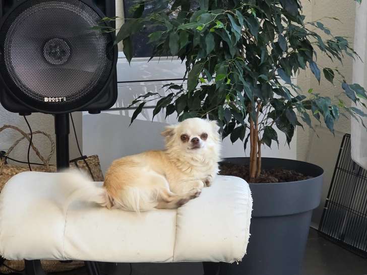 Magnifique femelle Chihuahua à poil long à vendre