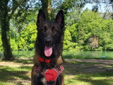 Iron, mâle Beger Malinois disponible pour saillie