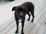 Tokyo, chienne croisée Cane Corso à adopter en association