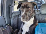 Tokyo, chienne croisée Cane Corso à adopter en association