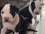 Chiots American Staff à vendre
