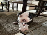 Chiots American Staff à vendre