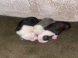 Chiots American Staff à vendre