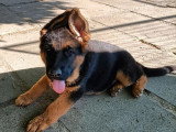 Vente de deux chiots Berger Allemand mâles LOF nés en mars 2026