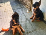 Vente de deux chiots Berger Allemand mâles LOF nés en mars 2026