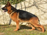 Vente de deux chiots Berger Allemand mâles LOF nés en mars 2026