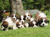 8 chiots Saint Bernard tricolores LOF à vendre