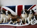 8 chiots Saint Bernard tricolores LOF à vendre