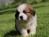 8 chiots Saint Bernard tricolores LOF à vendre