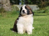 8 chiots Saint Bernard tricolores LOF à vendre