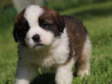 8 chiots Saint Bernard tricolores LOF à vendre