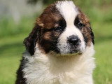 8 chiots Saint Bernard tricolores LOF à vendre