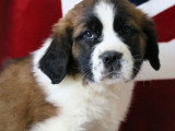 8 chiots Saint Bernard tricolores LOF à vendre
