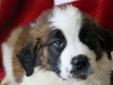 8 chiots Saint Bernard tricolores LOF à vendre