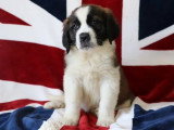 8 chiots Saint Bernard tricolores LOF à vendre
