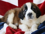 8 chiots Saint Bernard tricolores LOF à vendre