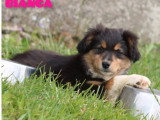 Chiot femelle Berger Australien noir tricolore de mars 2026 LOF à vendre