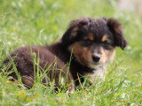 Chiot femelle Berger Australien noir tricolore de mars 2026 LOF à vendre
