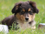 Chiot femelle Berger Australien noir tricolore de mars 2026 LOF à vendre