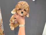 Chiots Maltipoo toy-tea cup de lignée coréenne à vendre