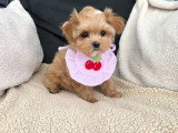 Chiots Maltipoo toy-tea cup de lignée coréenne à vendre