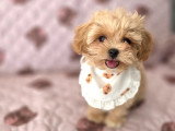 Chiots Maltipoo toy-tea cup de lignée coréenne à vendre