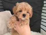 Chiots Maltipoo toy-tea cup de lignée coréenne à vendre