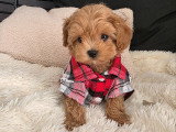 Chiots Maltipoo toy-tea cup de lignée coréenne à vendre