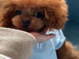 Chiots Maltipoo toy-tea cup de lignée coréenne à vendre