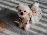 Chiots Maltipoo toy-tea cup de lignée coréenne à vendre