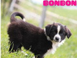 Deux chiots femelles Berger Australien à vendre, noir bicolore LOF de mars 2026