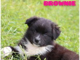 Deux chiots femelles Berger Australien à vendre, noir bicolore LOF de mars 2026