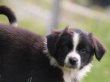 Deux chiots femelles Berger Australien à vendre, noir bicolore LOF de mars 2026