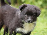 Deux chiots femelles Berger Australien à vendre, noir bicolore LOF de mars 2026