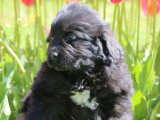 2 chiots femelles Terre-Neuve noires à vendre non LOF nés en février 2026