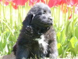 2 chiots femelles Terre-Neuve noires à vendre non LOF nés en février 2026