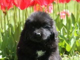 2 chiots femelles Terre-Neuve noires à vendre non LOF nés en février 2026