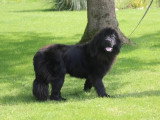 2 chiots femelles Terre-Neuve noires à vendre non LOF nés en février 2026