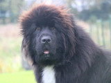 2 chiots femelles Terre-Neuve noires à vendre non LOF nés en février 2026