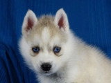 4 chiots Pomsky F2b non LOF à réserver, nés en avril 2026