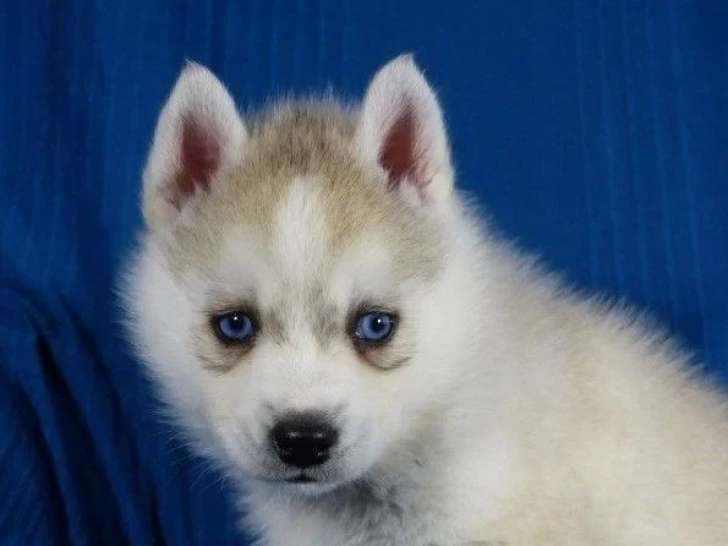 4 chiots Pomsky F2b non LOF à réserver, nés en avril 2026