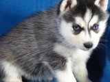 4 chiots Pomsky F2b non LOF à réserver, nés en avril 2026