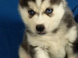 4 chiots Pomsky F2b non LOF à réserver, nés en avril 2026