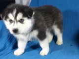 4 chiots Pomsky F2b non LOF à réserver, nés en avril 2026