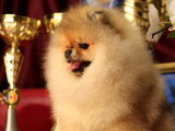 Chiots Spitz Nains de lignée Poméranien à vendre