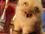 Chiots Spitz Nains de lignée Poméranien à vendre